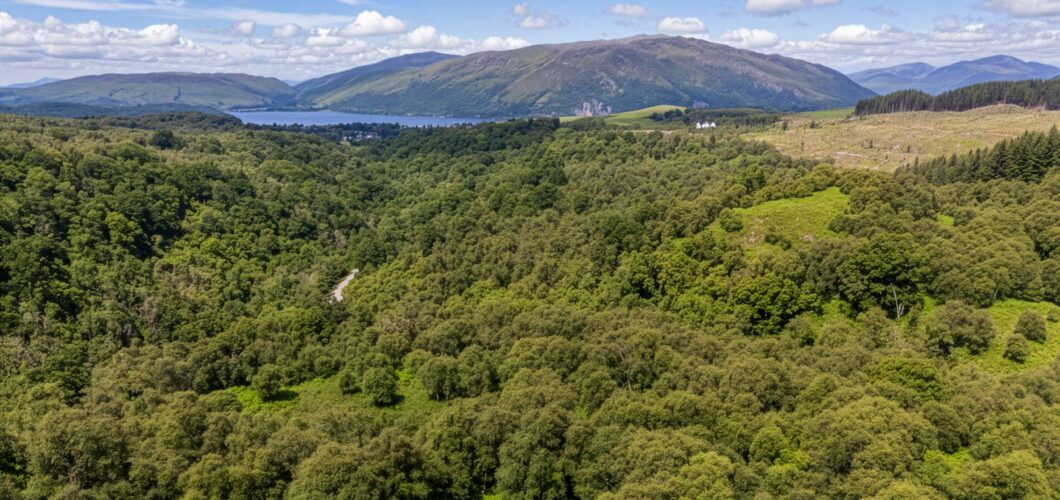 Glen Nant Woodland | Aerial shot