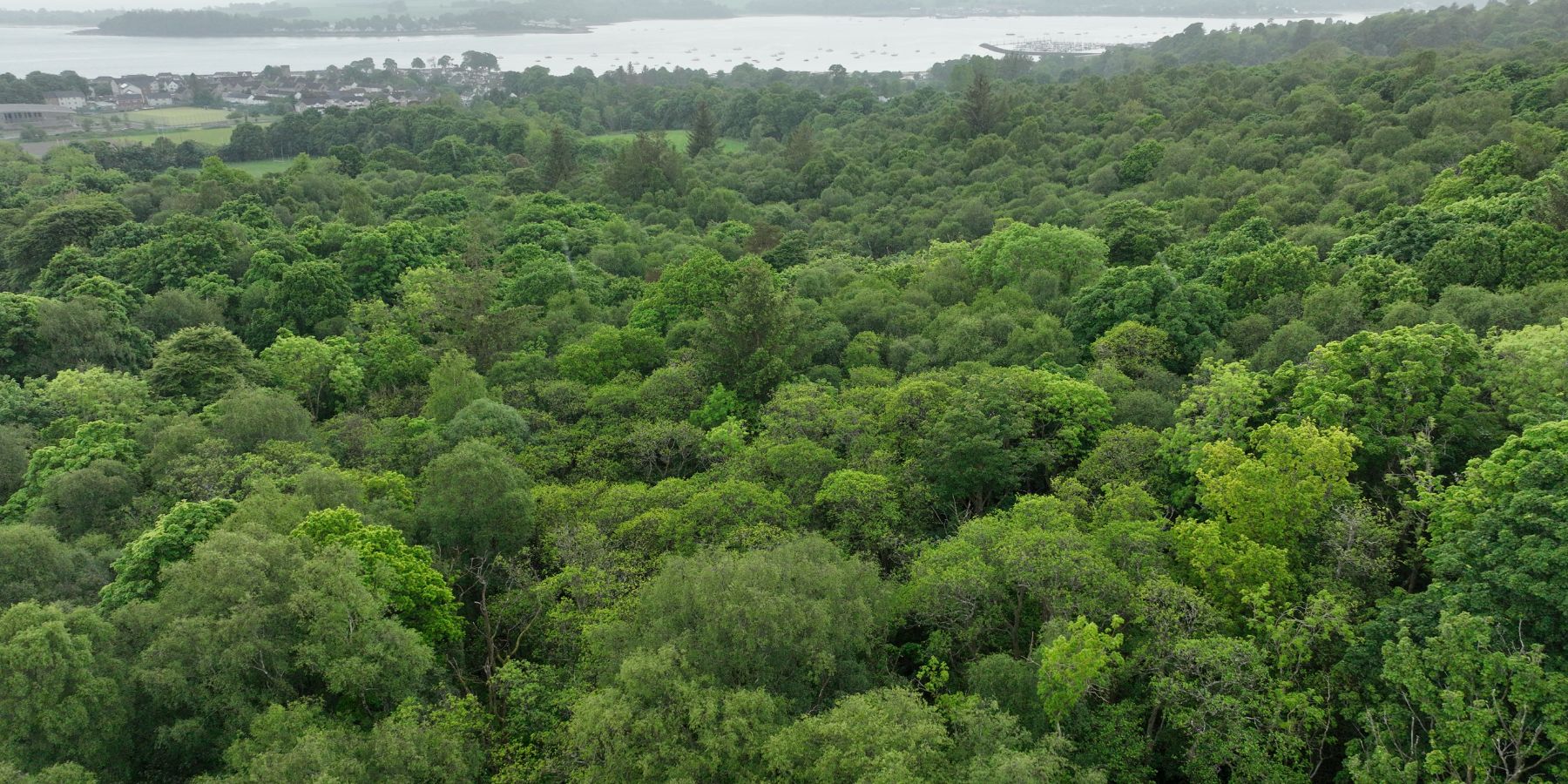 Duchess Wood — Aerial view from hilltop