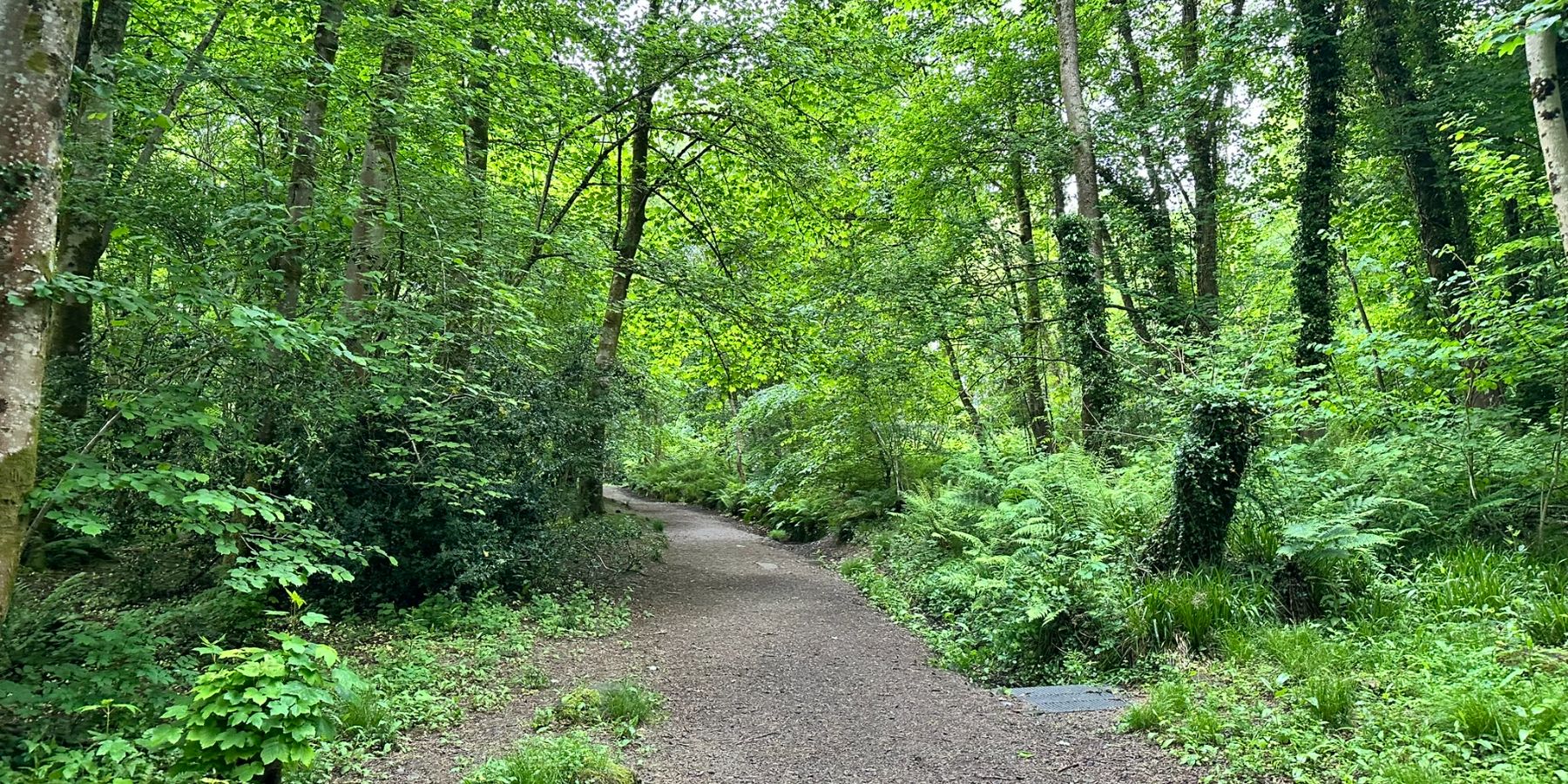 Duchess Wood — Footpath in the woods