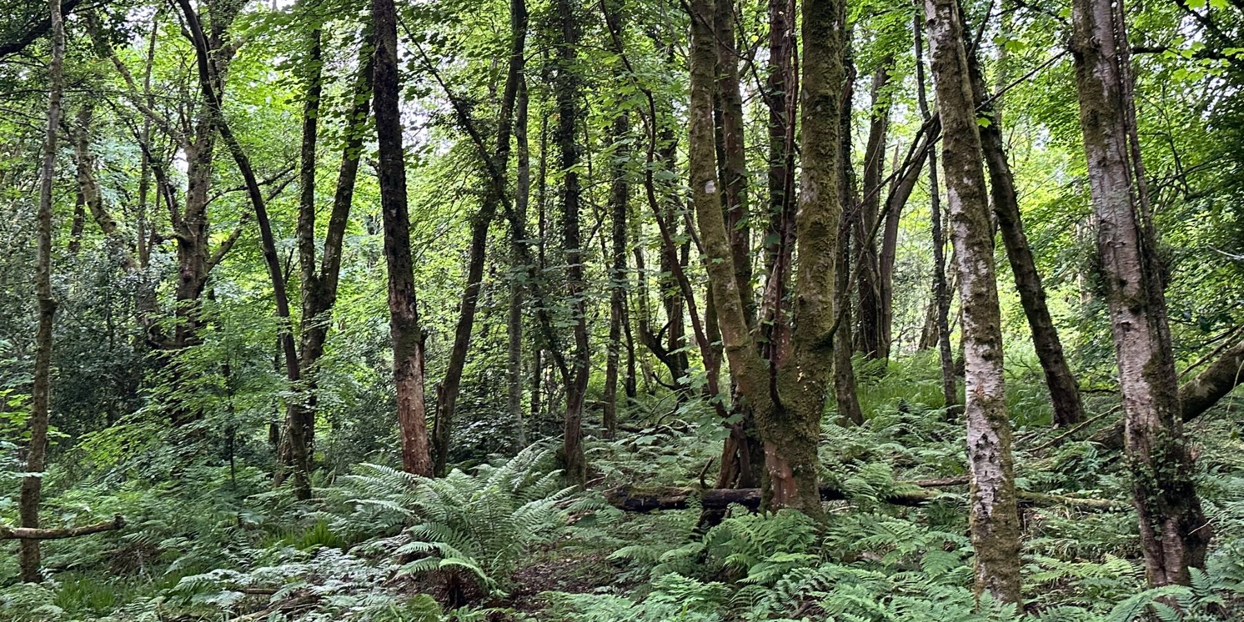 Duchess Wood - Shot of forest detail