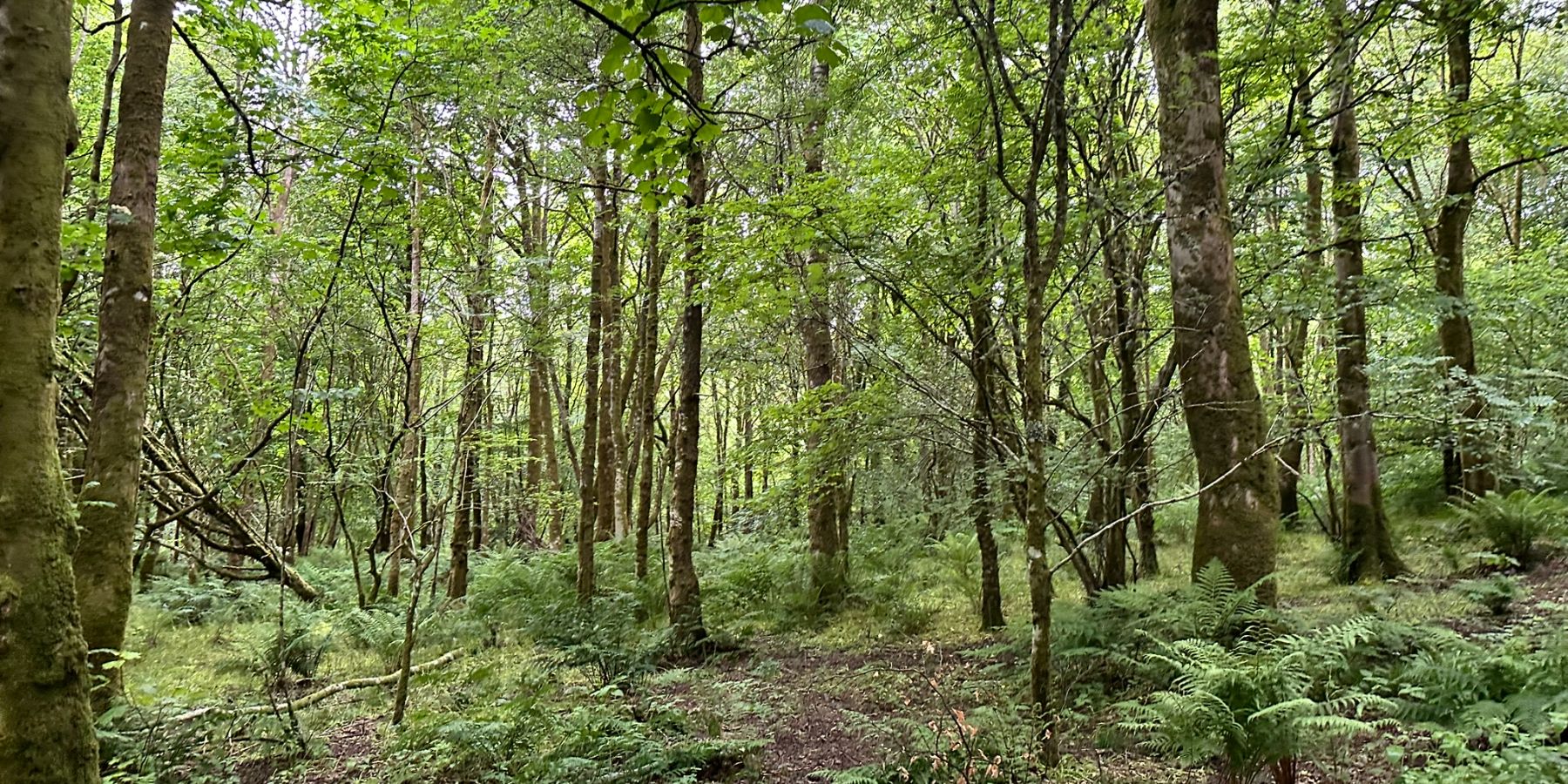 Duchess Wood - Shot of forest detail