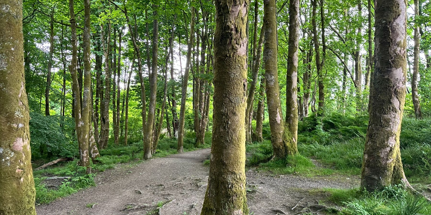 Duchess Wood - Shot of forest detail