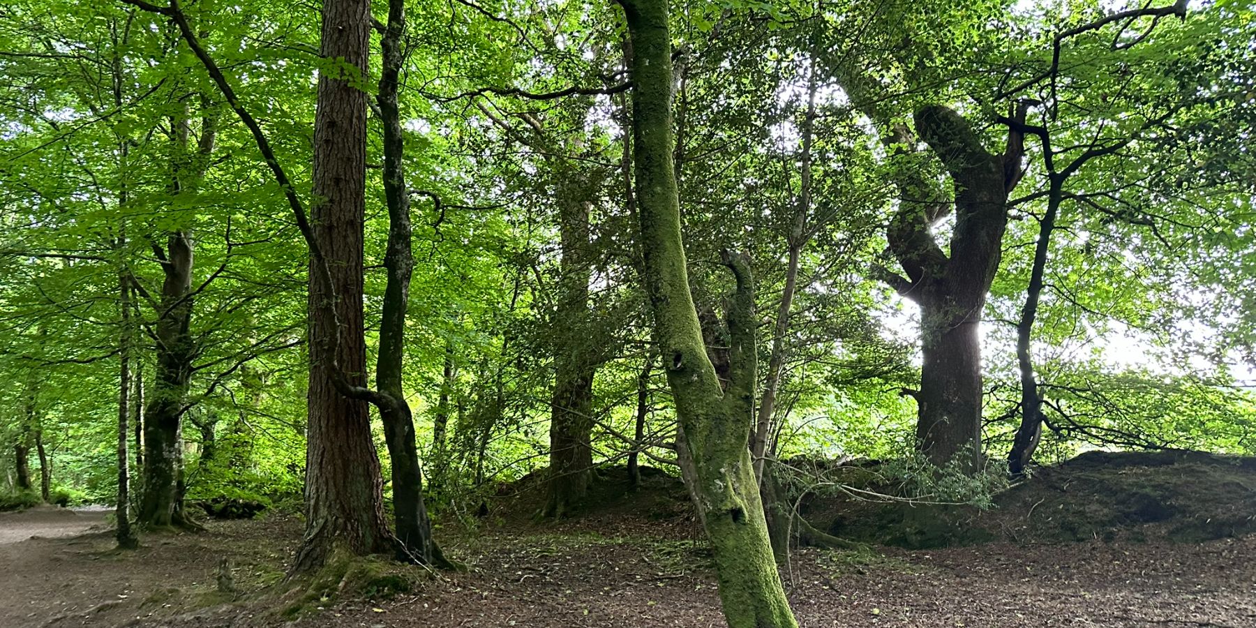 Duchess Wood - Shot of forest detail