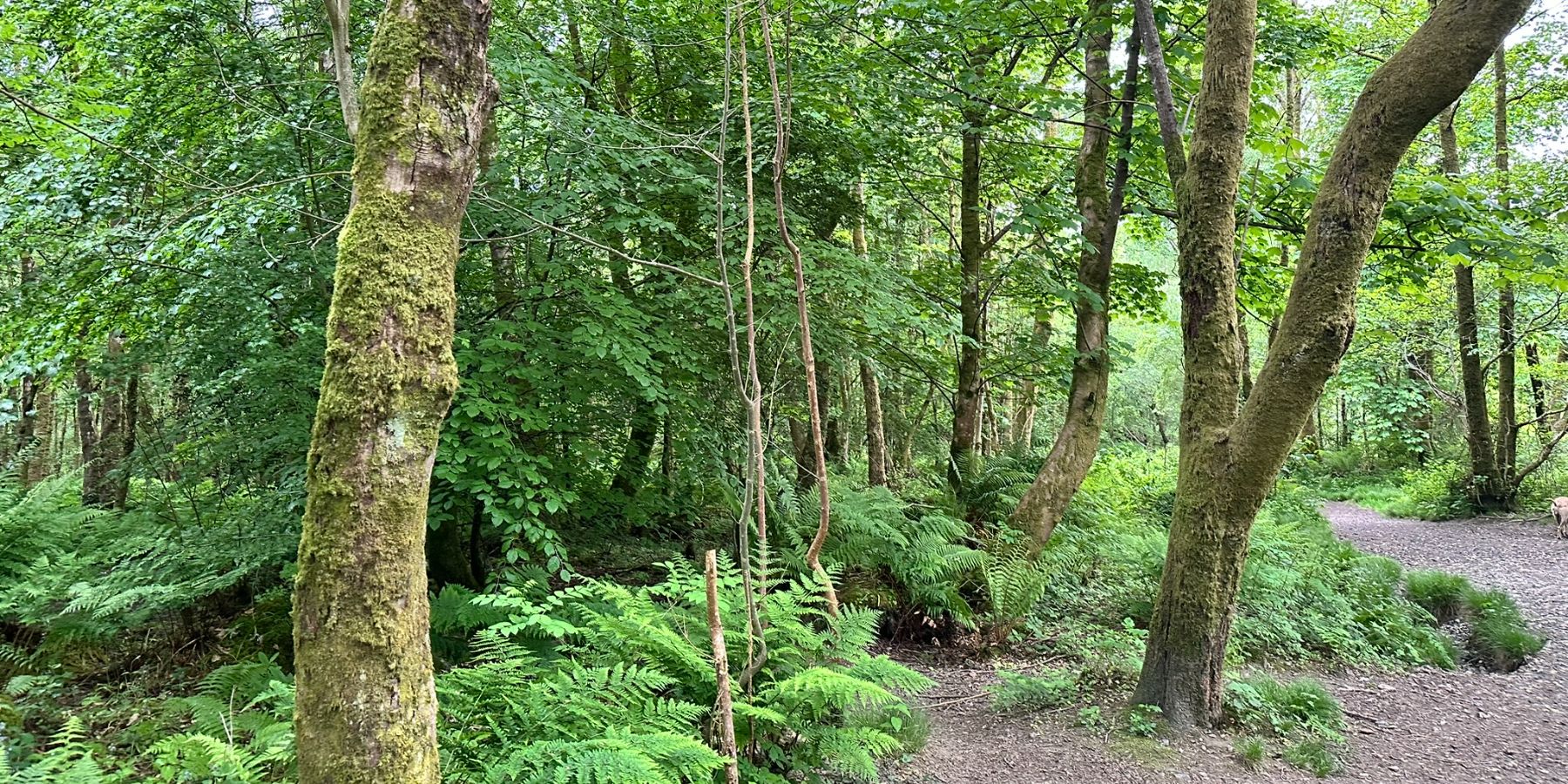 Duchess Wood - Shot of forest detail