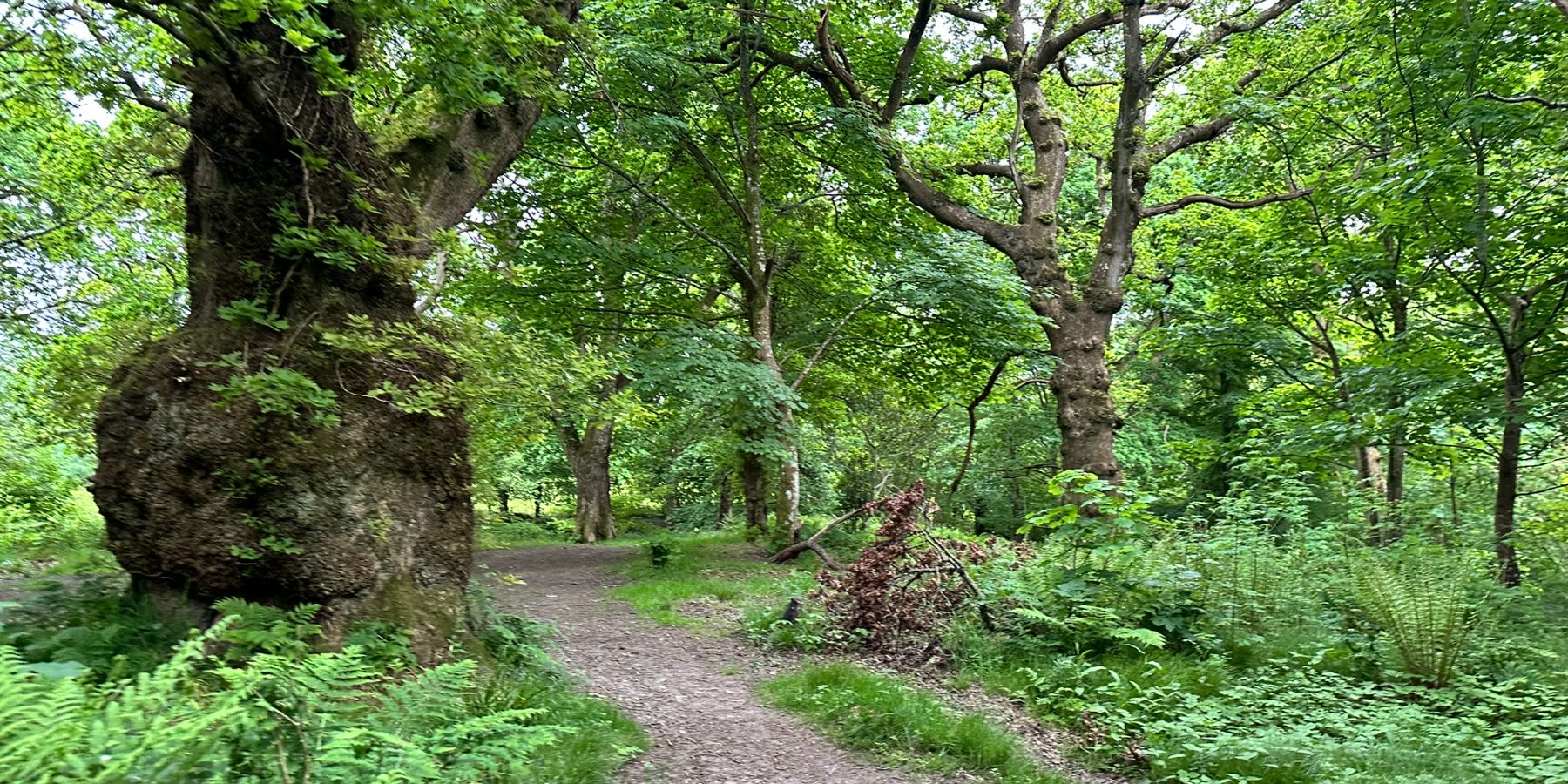 Duchess Wood - Shot of forest detail with interwoven footpath