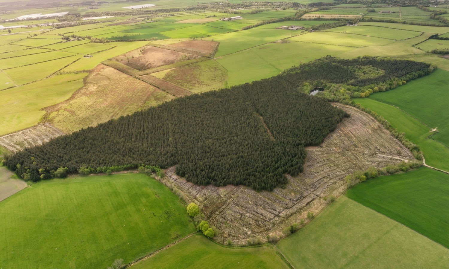 Gillshaw Wood - Aerial view of woodland