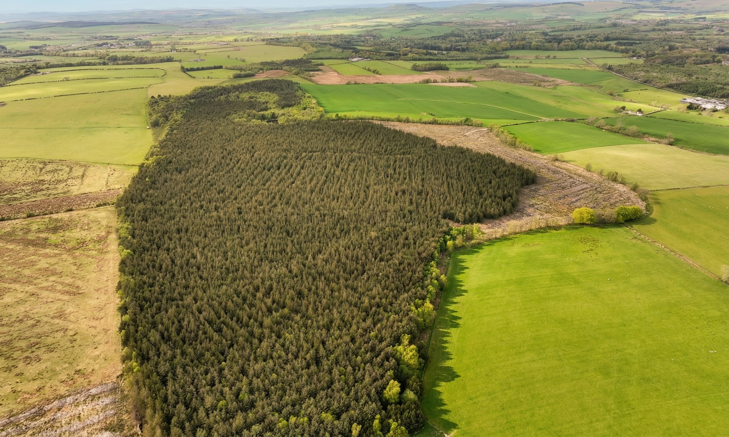 Gillshaw Wood - Aerial view of woodland