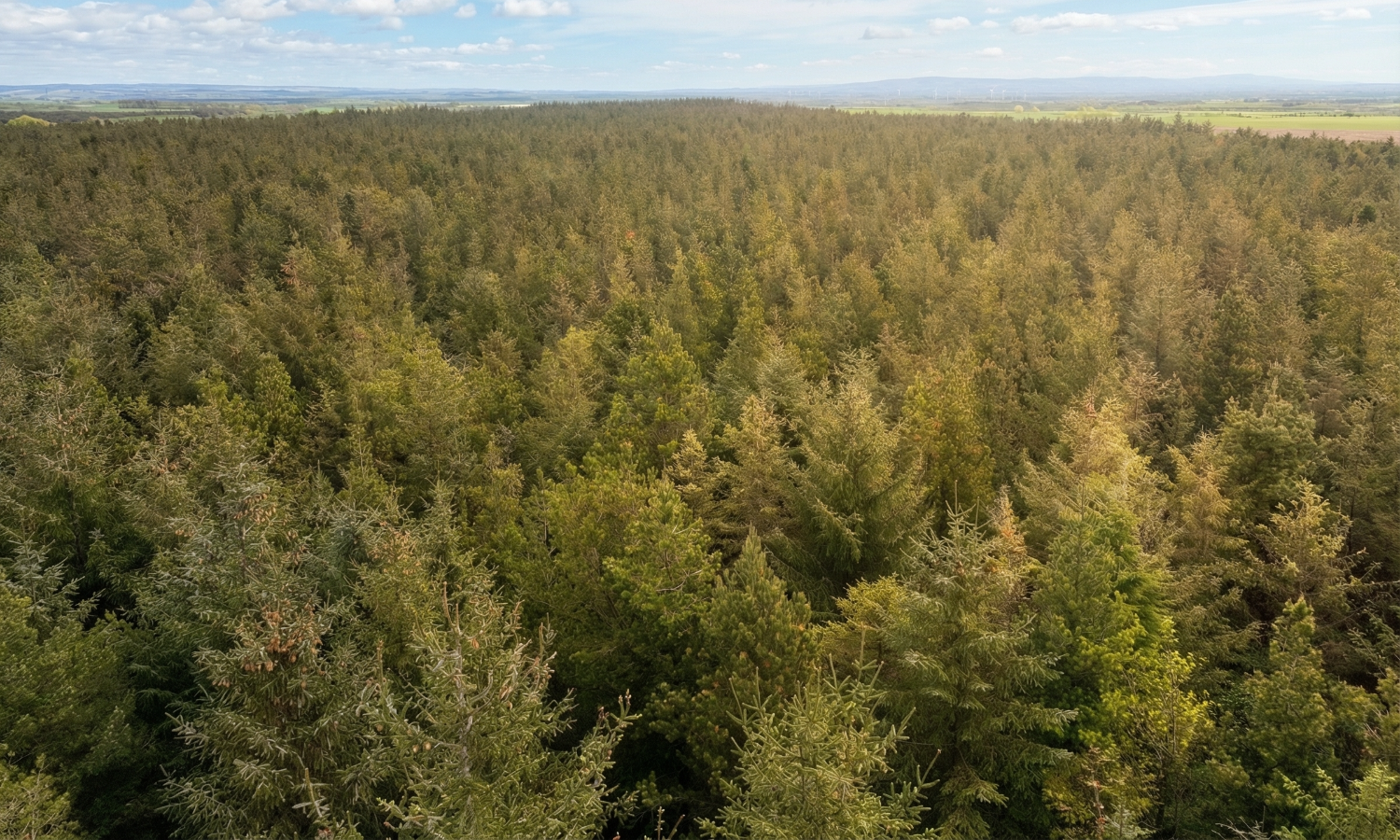 Gillshaw Wood - Low altitude aerial view of tree detail