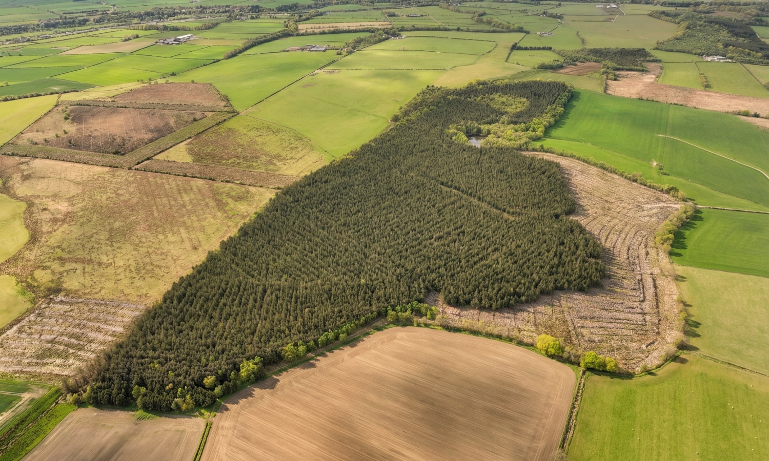 Gillshaw Wood - Aerial view of woodland