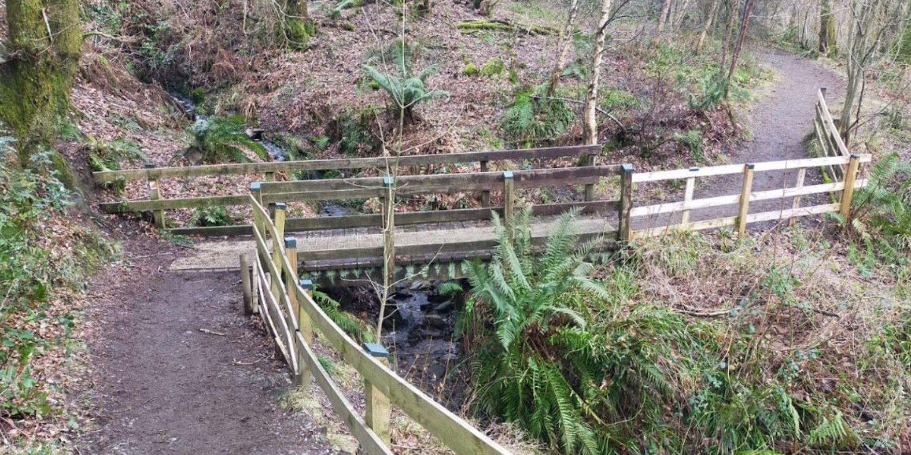 Duchess Wood - Footpath stairs and bridge crossing a creek