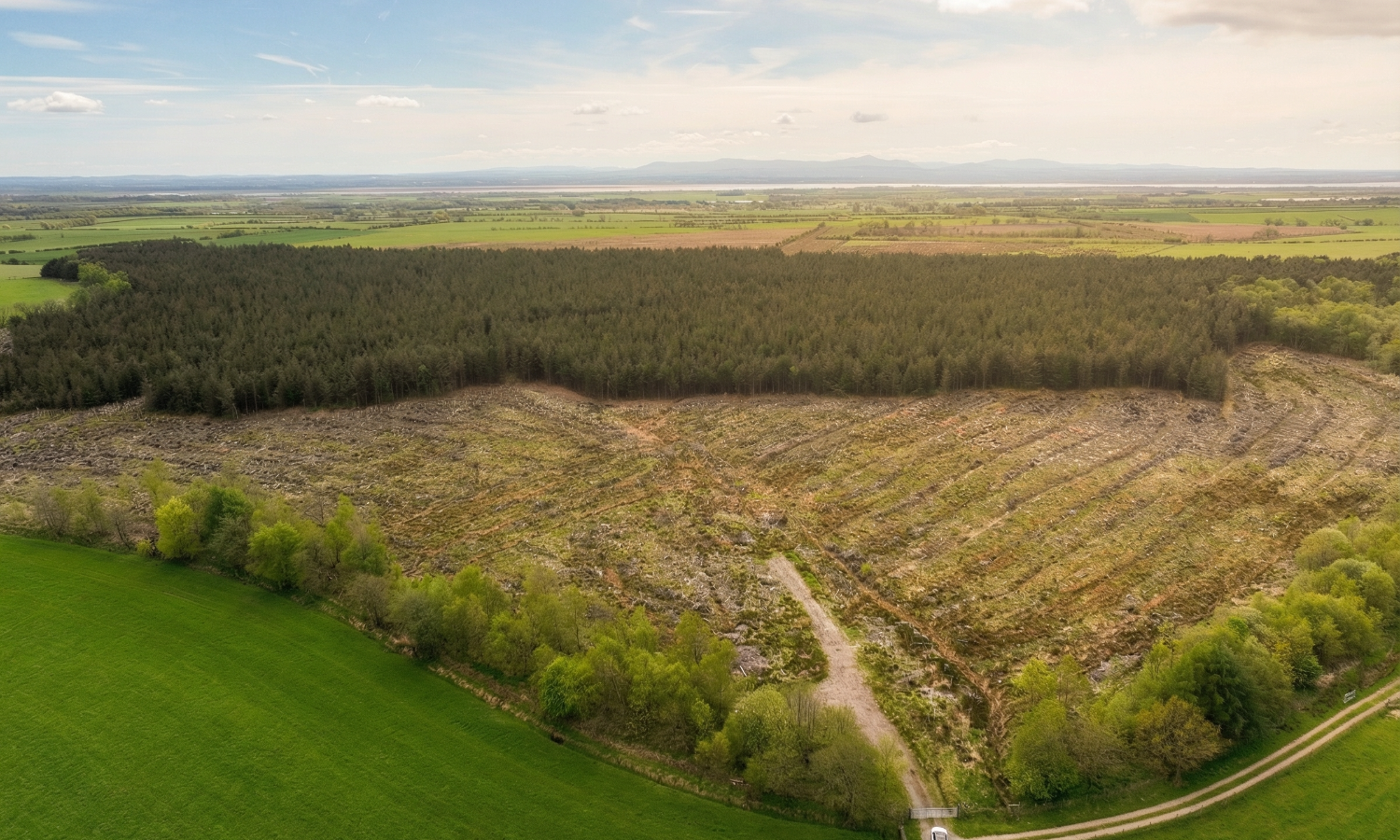 Gillshaw Wood - Aerial view of tree planting detail