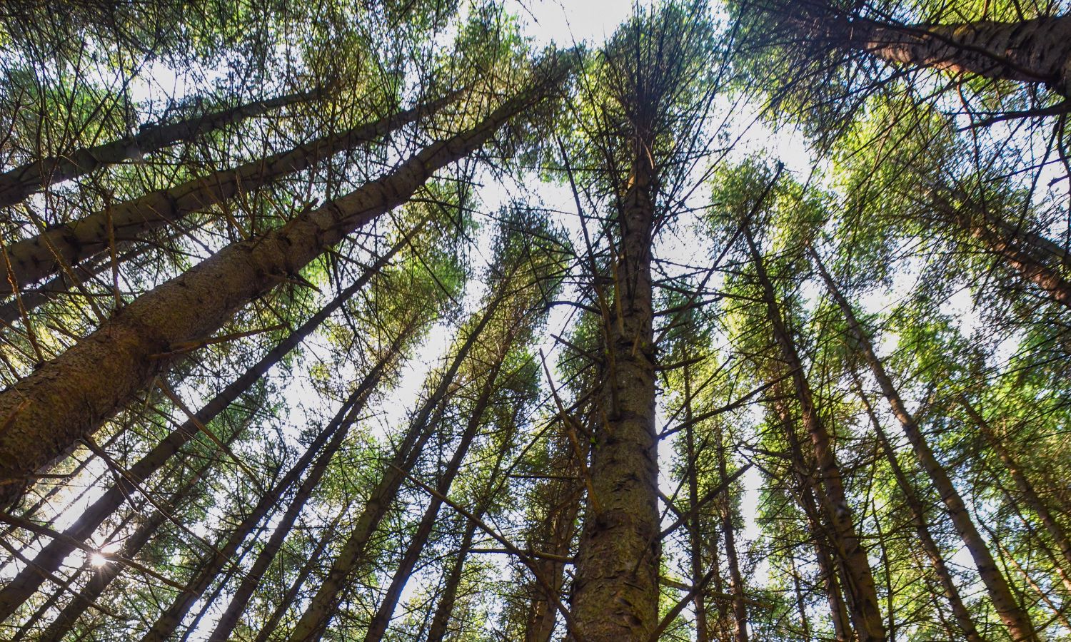 Glenquicken Forest - view up into tree canopy