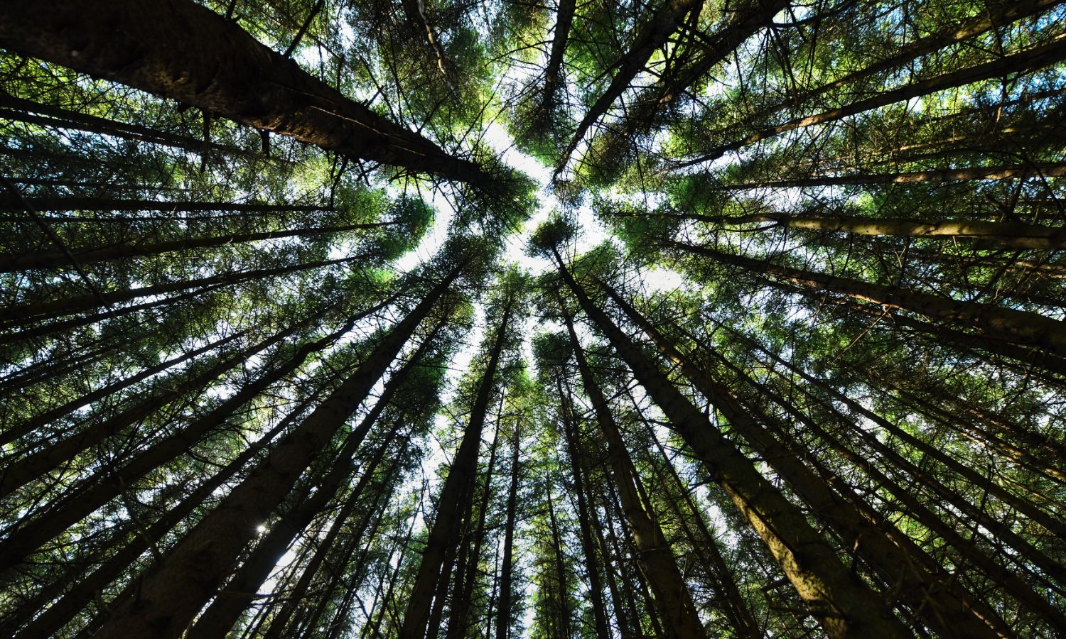 Glenquicken Forest - view up into tree canopy
