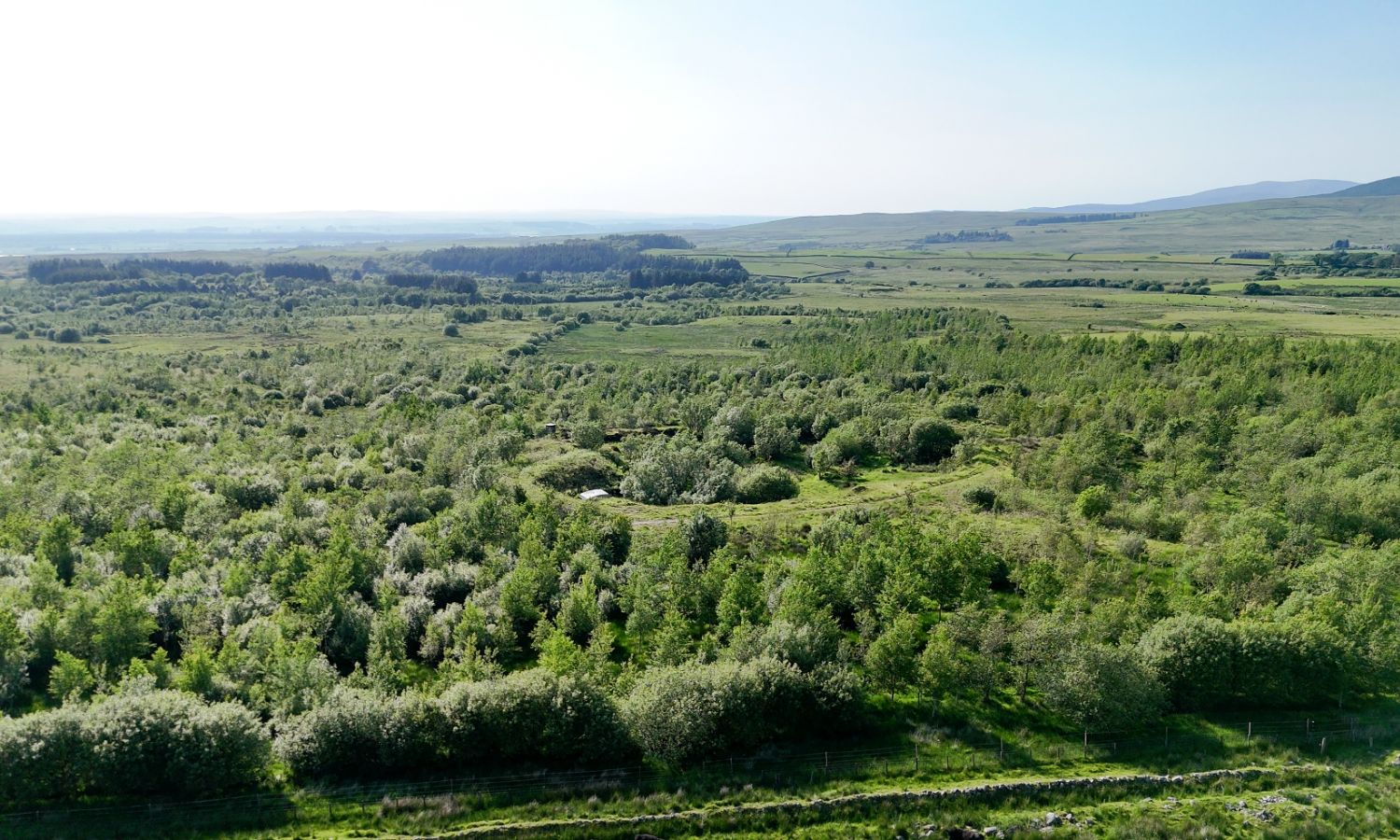 Glenquicken Forest - aerial view