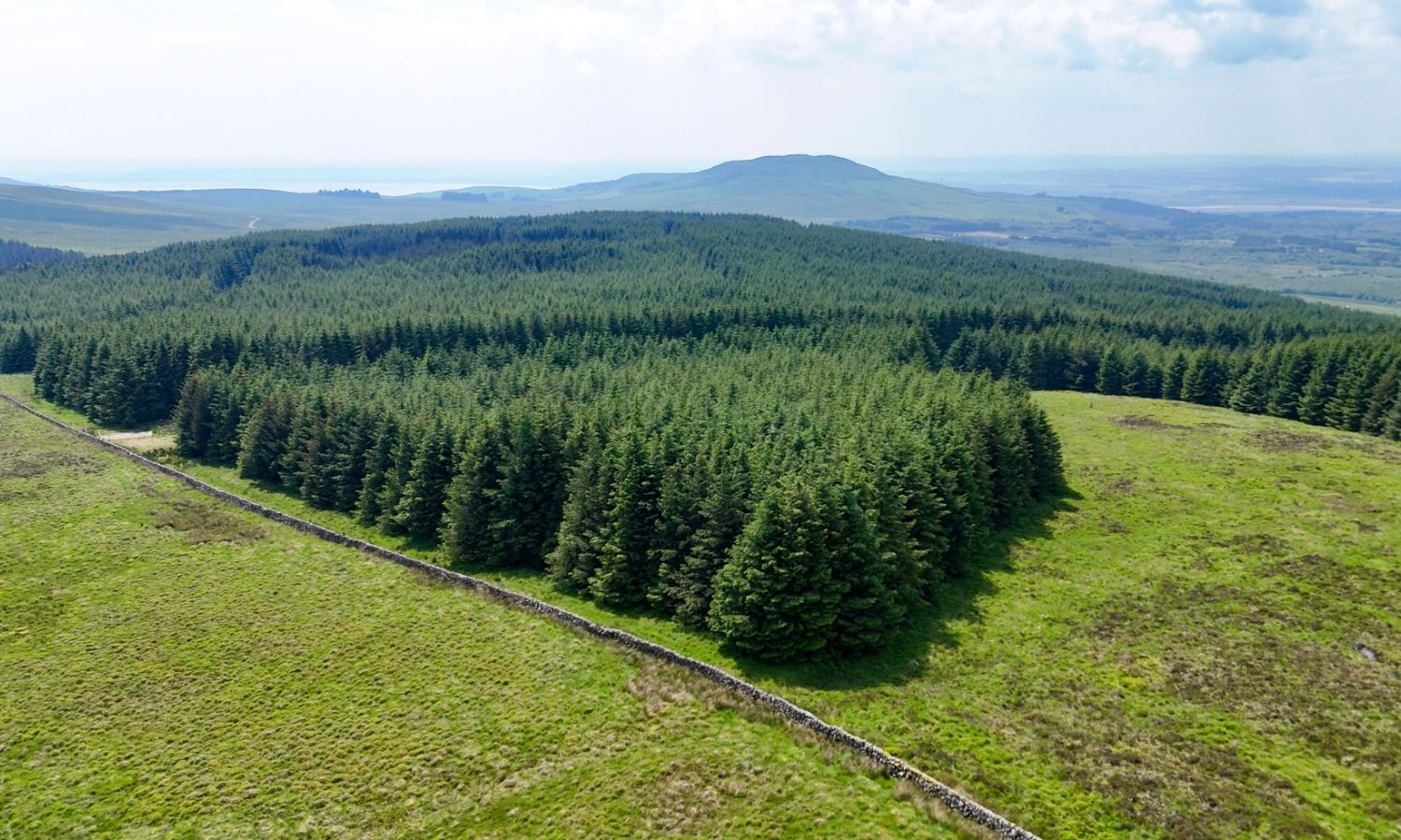 Glenquicken Forest - aerial view