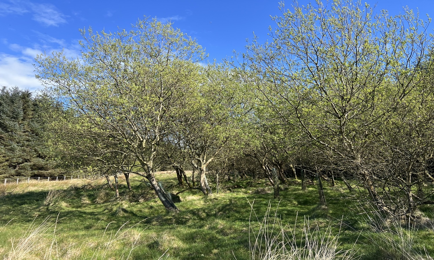 IMG_0097JPEG