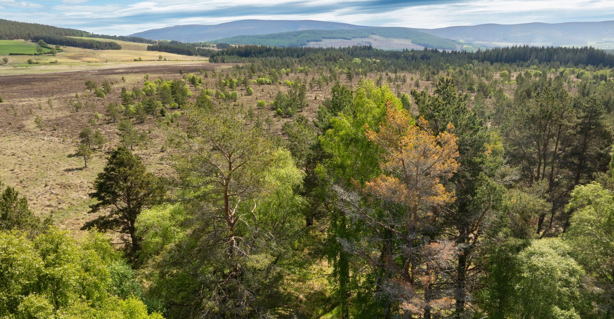 DJI_0117