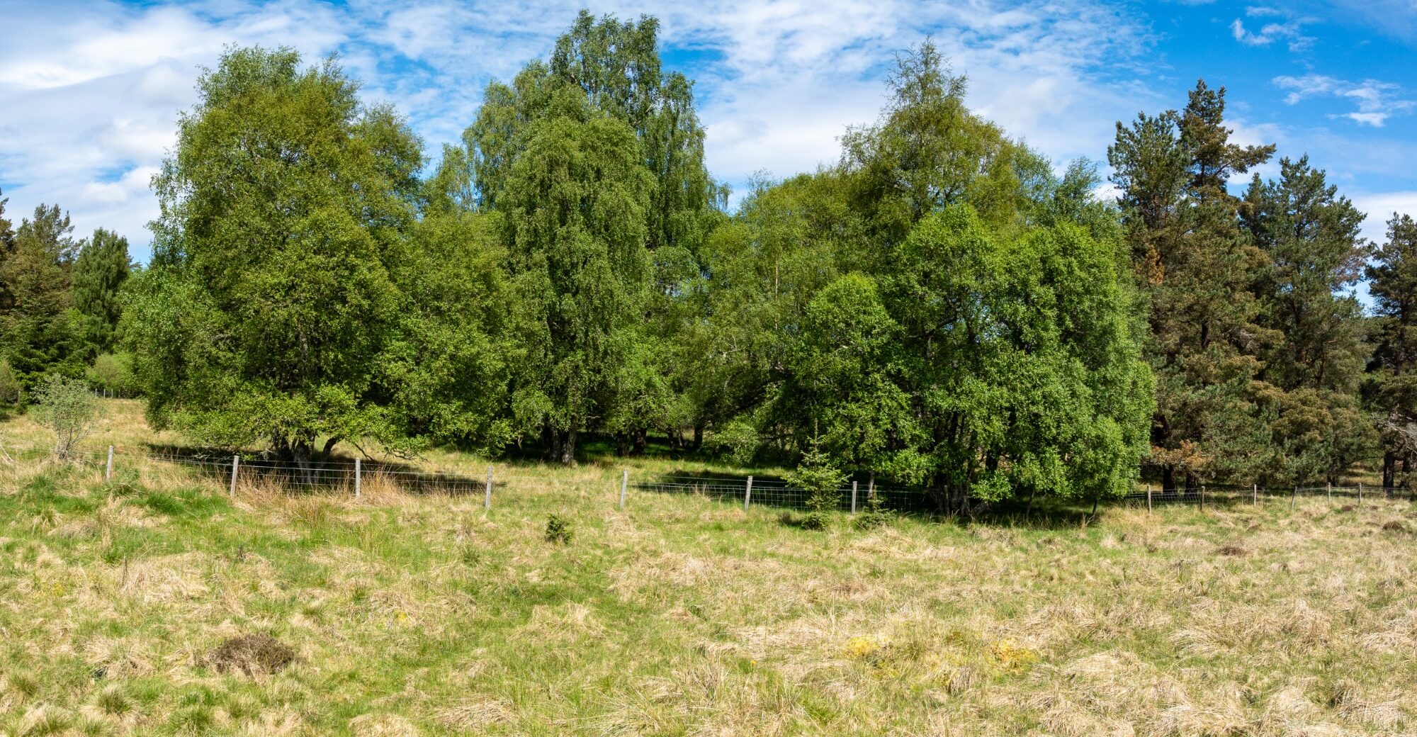 DJI_0120-Pano