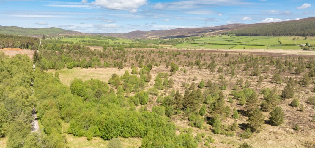 Blar Mor Woodland | Ground level view