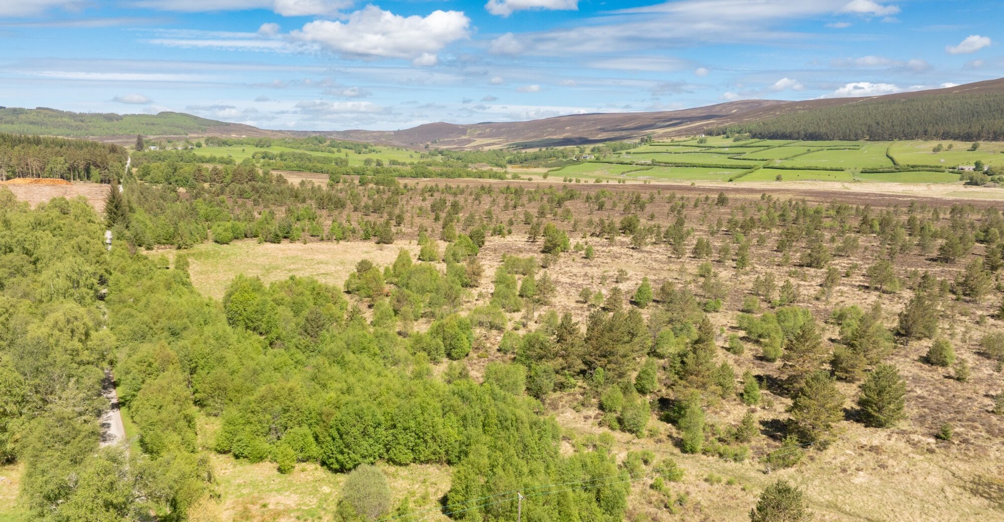 Blar Mor Woodland | Ground level view