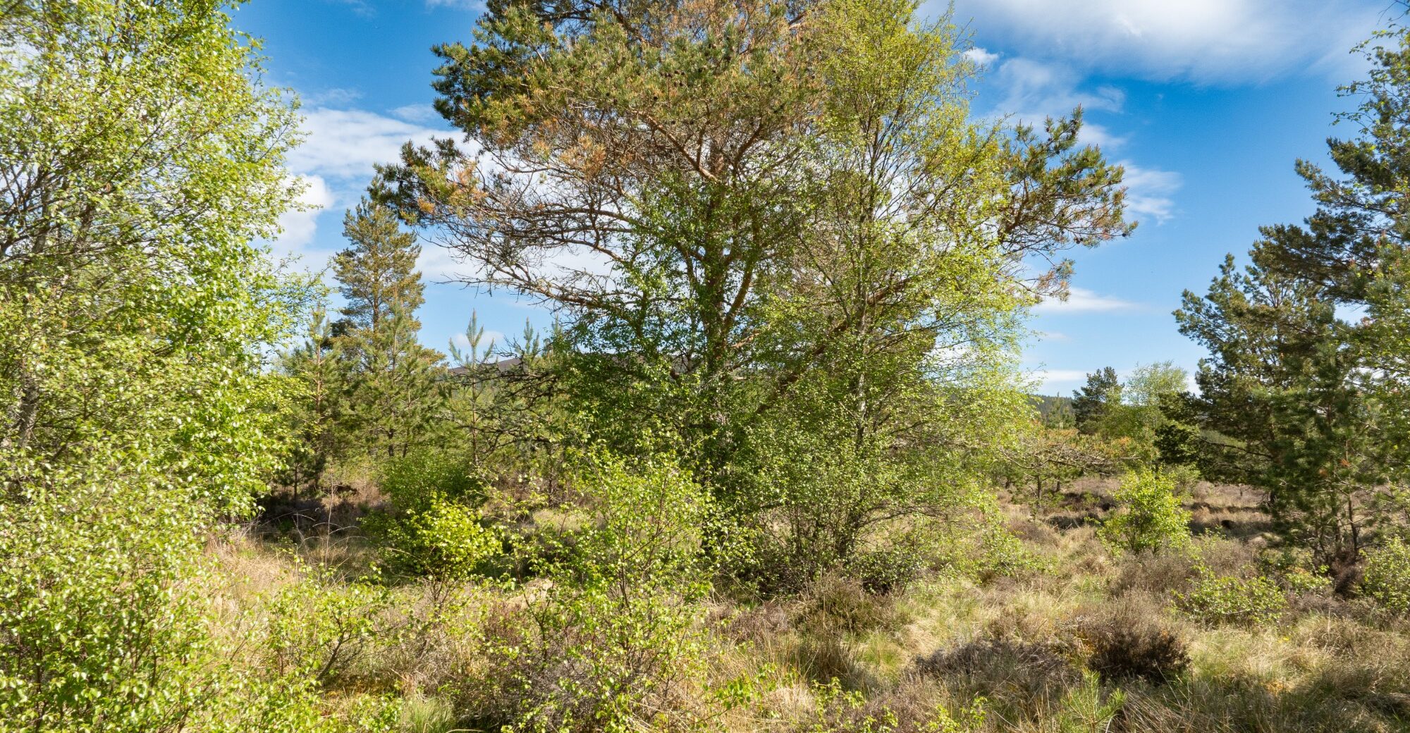 DJI_0129