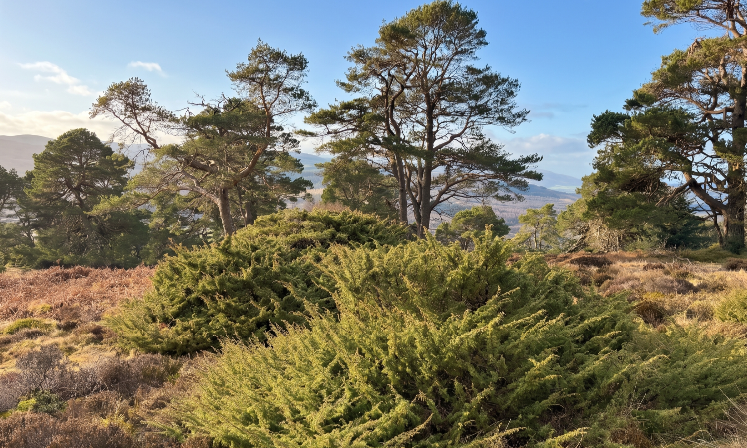 Juniper Bush