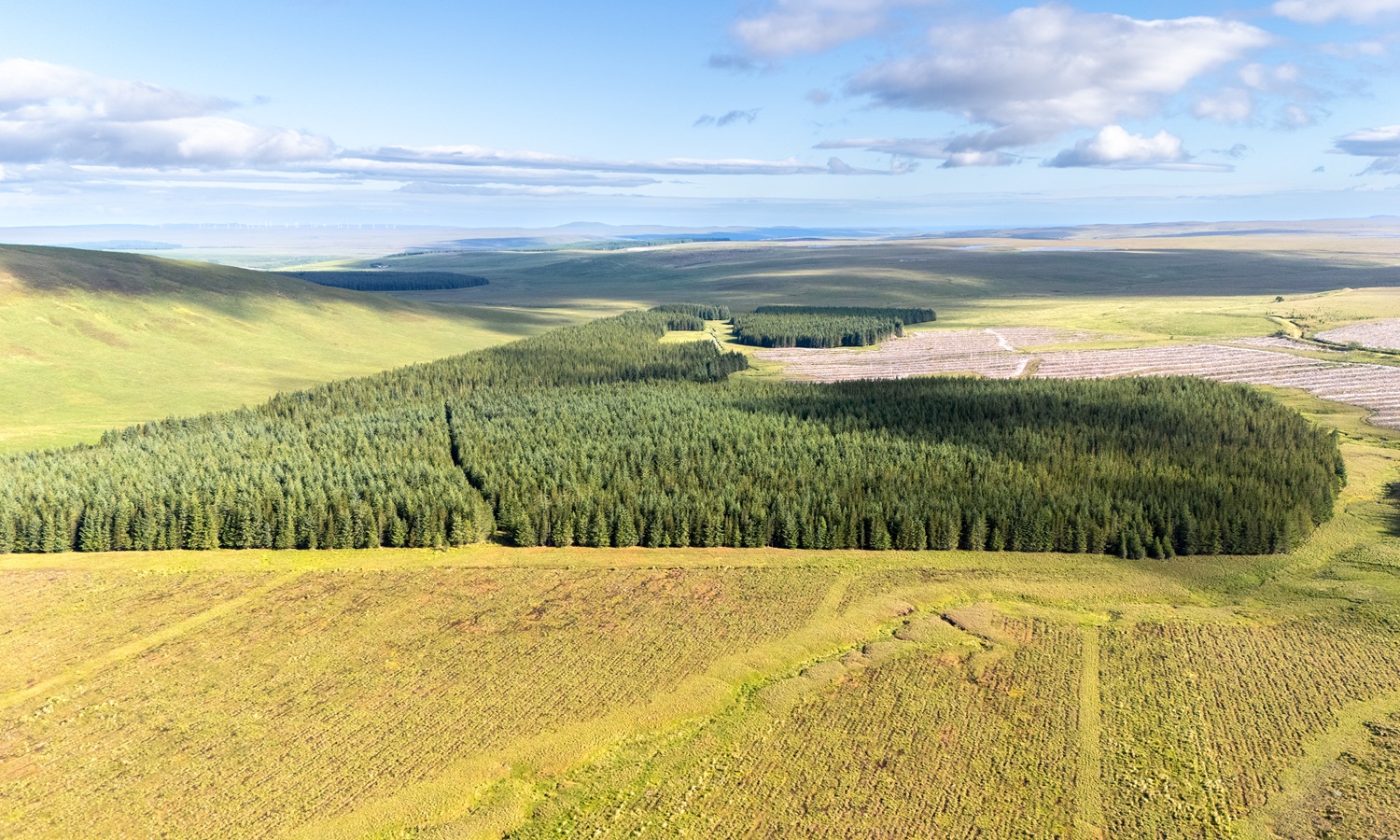 Fasach Forest | Aerial View