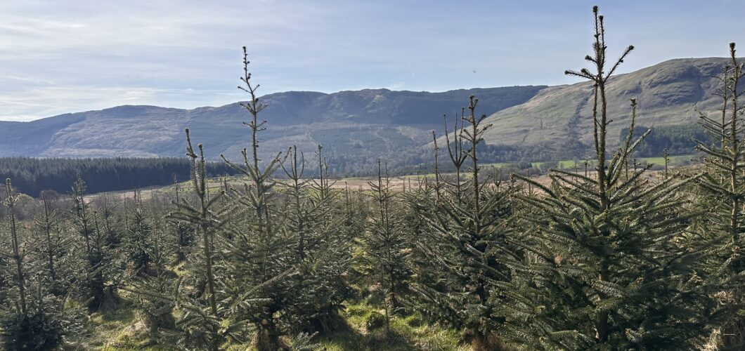 Allt Beith Woodland - View of commercial tree plantation for sale