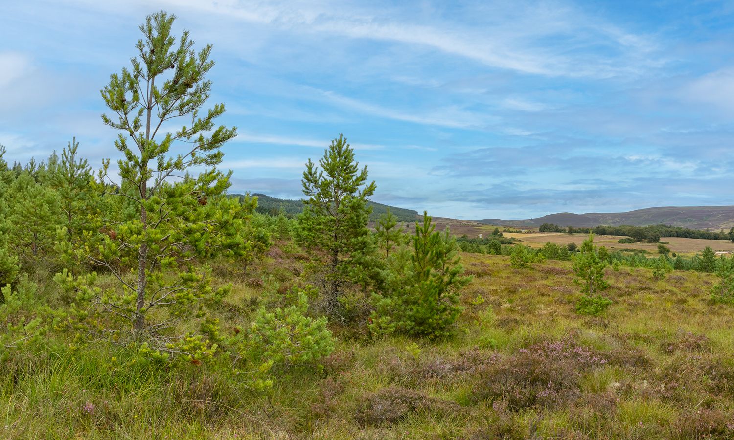 DJI_0006-Pano-Edit