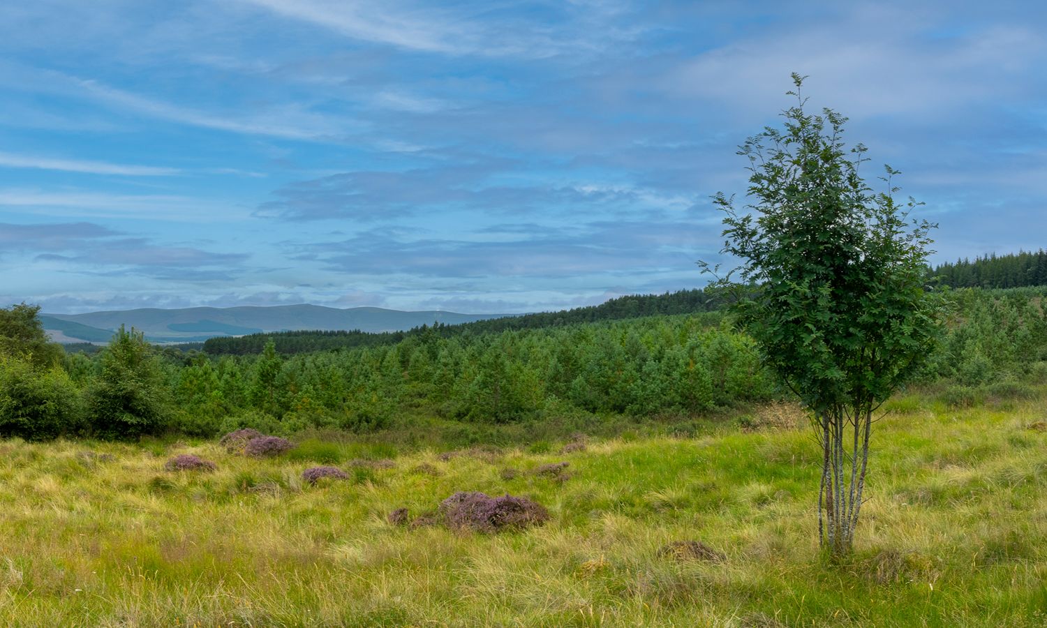 DJI_0016-Pano-Edit